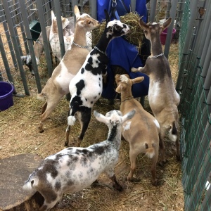 Everyone needs a pile of hungry pygmy goats